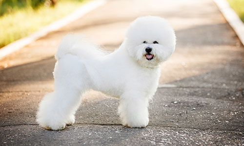 40 Dog Breeds That Don\'t Shed A Lot for Hypoallergenic Owners