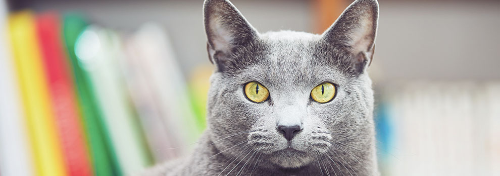 Russian Blue Exotic Cat