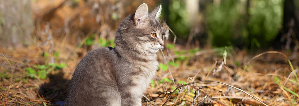 Siberian Forest Cat Outside